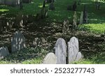 Rows of tombstones, froms the 1660