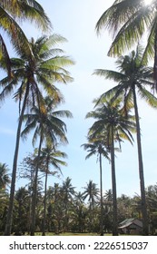 Rows of towering coconut trees against a clear sky as a background - Shutterstock ID 2226515037