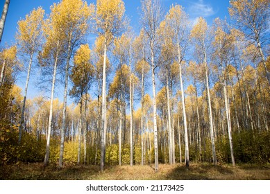 rows of trees