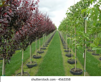 rows of trees