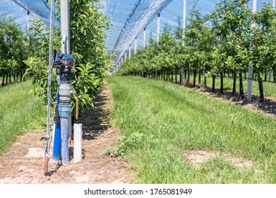Rows of trees covered with hail protection net with apple trees and part of the irrigation system in the foreground
