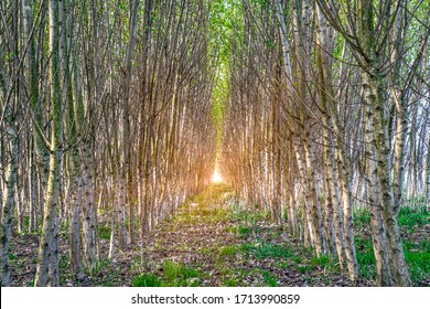 rows of trees in the forest planted by man for the restoration of nature