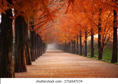 Rows of trees lining long empty park path or footpath in the autumn fall