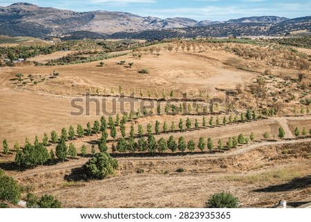 Rows of trees winding through the sun drenched countryside near Ronda, Spain against the rugged mountains and dry Andalusian landscape