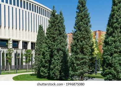 Rows Of Trimmed Arizona Cypress (Cupressus Arizonica) 'Blue Ice' On Stadium Krasnodar Background. Public Landscape 'Galitsky Park' For Relaxation And Walking In Sunny Spring 2021