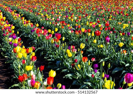 Tulip field with rainbow