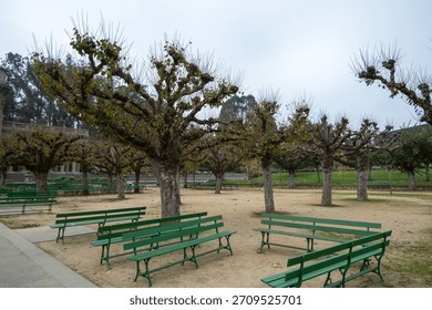 Rows of uniquely pruned trees and green benches in the Music Concourse at Golden Gate Park, San Francisco, on an overcast day.