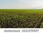 Rows of vibrant green corn plants stretch across a vast farmland under a bright sky. The early summer sunlight enhances the lush growth, showcasing healthy crops.