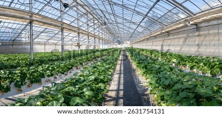 Rows of vibrant strawberry plants thrive inside a modern greenhouse with a snowy mountain backdrop, showcasing sustainable winter farming practices and eco-friendly agricultural innovation.