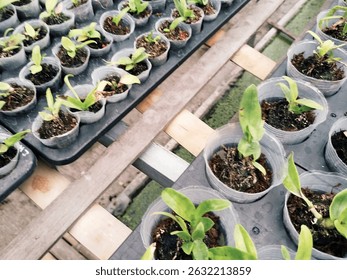 Rows of vibrant young plants, possibly orchids or similar tropical species, thriving in a nursery. Perfect for growers, collectors, and plant enthusiasts. #YoungPlants #NurseryStock #TropicalPlants