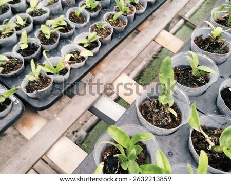 Rows of vibrant young plants, possibly orchids or similar tropical species, thriving in a nursery. Perfect for growers, collectors, and plant enthusiasts. #YoungPlants #NurseryStock #TropicalPlants