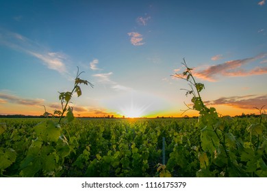 Rows of vine, one spring evening, with sunset.