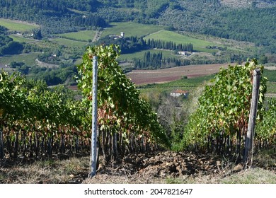 rows of vines in September in the Tuscan countryside. Chianti Classico area near Pontassieve, harvest time. Vineyards in Tuscany, Italy.