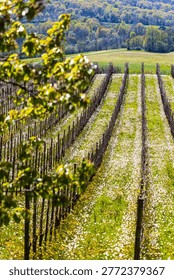 Rows of vines of the Jurançon vineyard in spring on the hillsides of Gan