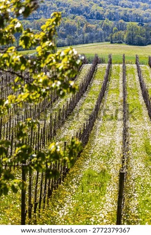 Rows of vines of the Jurançon vineyard in spring on the hillsides of Gan