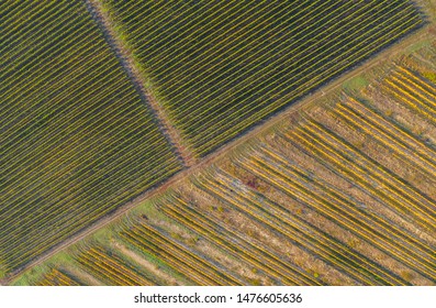 Rows in a vineyard, natural pattern above from a drone. Aerial view