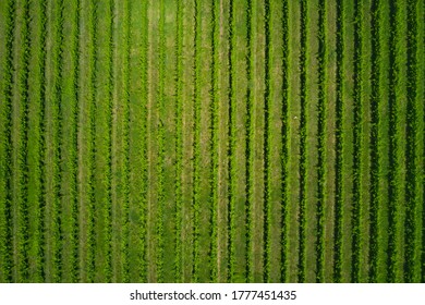 Rows in a vineyard, natural pattern above from a drone. Aerial view. Vineyards of Italy.  Vertical rows plantation of Italy's vineyards.