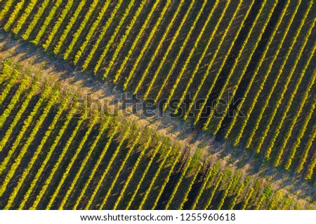 Rows in a vineyard, natural pattern above from a drone. Aerial view