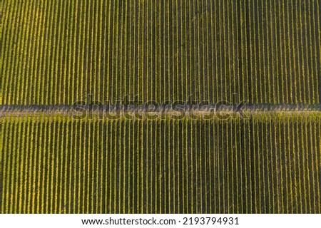 Rows in a vineyard, natural pattern above from a drone. Aerial view