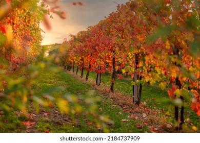 Rows of vineyard with red and yellow orange leaves at sunset.Vine vines in autumn .Vineyard in autumn, Italy ,Emilia-Romagna, Bolognese collie, Italy.Selective focus  - Shutterstock ID 2184737909