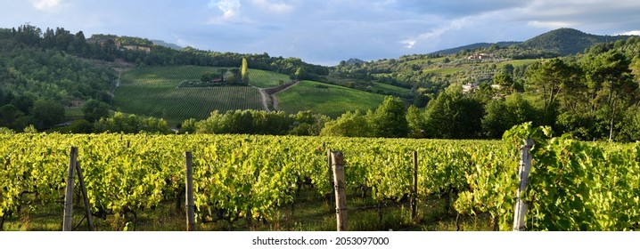 rows of vineyards in the autumn season. Chianti Classico Area near Greve in Chianti, Florence. Italy