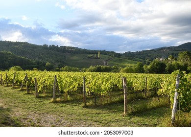 rows of vineyards in the autumn season. Chianti Classico Area near Greve in Chianti, Florence. Italy