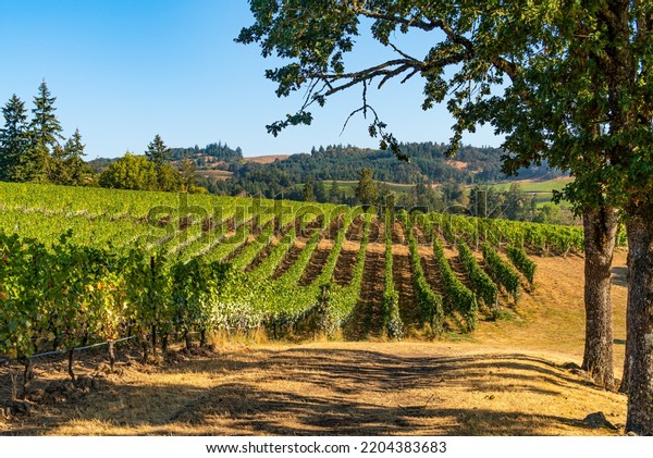 Rows of wine grape vineyards and mountains framed\
by oak trees.
