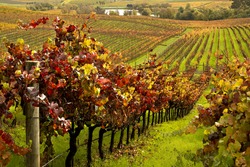 Rows Of Wine Vineyards In Autumn Fall Colors