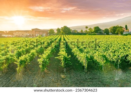rows of wineyard with grape on a winery during sunset, panoramic view of wine farm with grape plantation in Italy