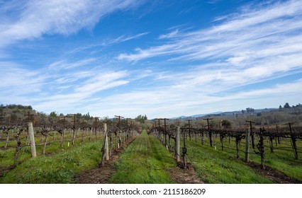 Rows Of Winter-trimmed Grape Vines In A Sonoma County Vineyard Under A Blue Sky Filled With Cirrus Clouds.