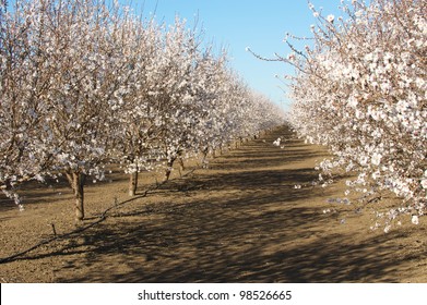 Rows Within An Almond Orchard In Full Bloom