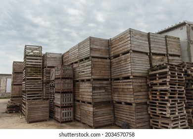 Rows of wooden crates boxes and pallets for vegetables in storage stock. production warehouse. Plant Industry
