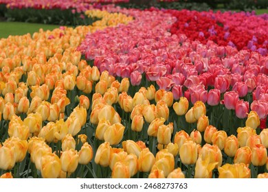 Rows of yellow, pink and red tulips in a spring garden - Powered by Shutterstock