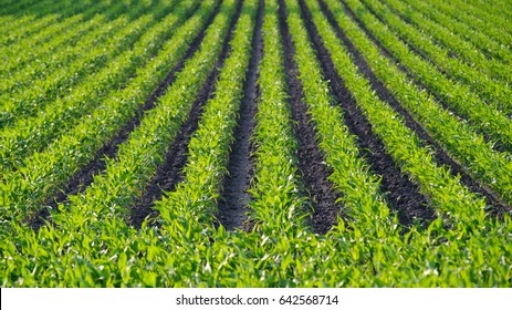 Rows Of Young, Bright Green Corn Plants