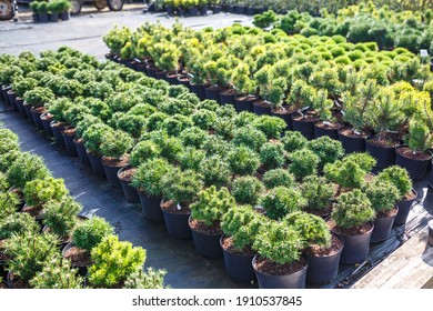 4,649 Conifer Seedlings Images, Stock Photos & Vectors | Shutterstock