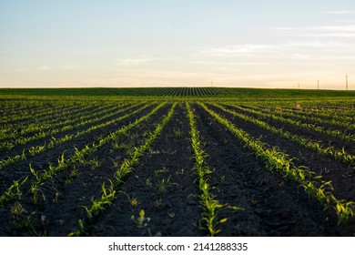 6,562 Corn shoots Images, Stock Photos & Vectors | Shutterstock