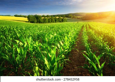 Rows of young corn plants on a fertile field with dark soil in beautiful warm sunshine, fresh vibrant colors