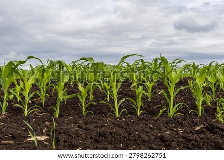 Rows of young corn plants are seen growing in a dark, rich soil. The sky is filled with gray clouds, indicating possible rain.