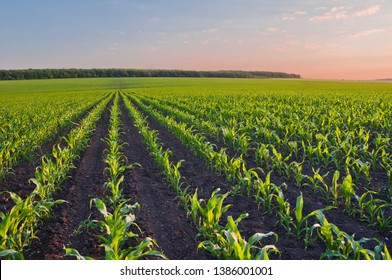 Rows of young corn shoots on a cornfield