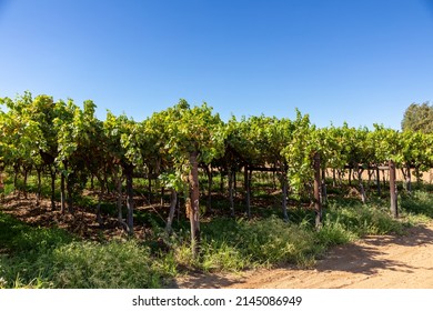 Rows Of Young Grape Vines In Vineyard And Weeds On The Ground.