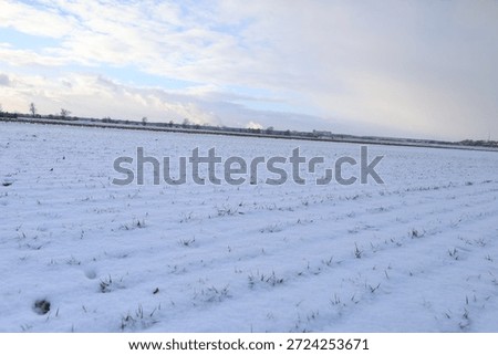 Rows of young green plants are visible under a thin layer of snow on a vast agricultural field under a cloudy sky