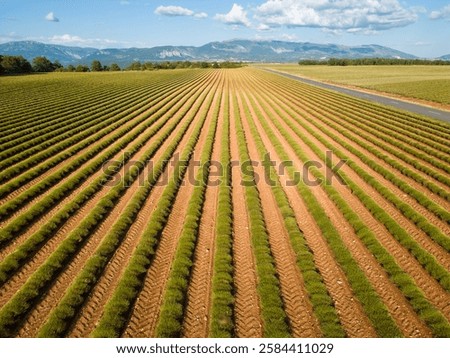 Similar – Image, Stock Photo Row of vibrant purple saffron flowers blooming in the field, with blurred unrecognizable people harvesting in the background