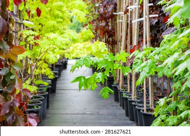 Rows of young maple trees in plastic pots on plant nursery