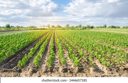 Rows of young pepper on a farm on a sunny day. Growing organic vegetables. Eco-friendly products. Agriculture and farming. Plantation cultivation. Ukraine, Kherson region. Selective focus