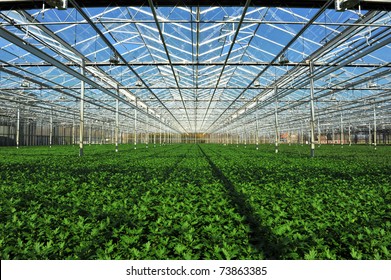 The rows of young plants growing in the greenhouse