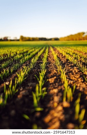 Rows of young spring wheat shoots in a field. Green young wheat growing in the fields at sunset. The concept of agriculture, ecology, gardening
