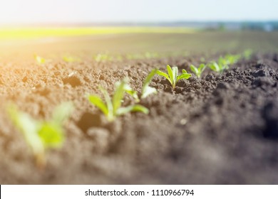 rows of young sprouts of sugar beet in the phase of four leaves against the background of the rape field