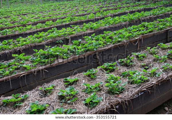 Rows Young Strawberry Raised Beds Garden Stock Photo Edit Now