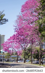 Ipê roxo, brazillian native tree from the rainforest