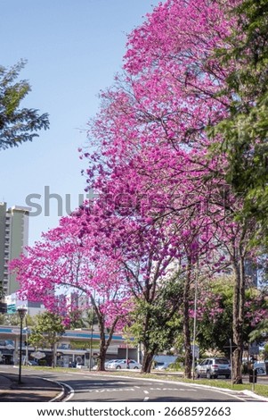 Ipê roxo, brazillian native tree from the rainforest